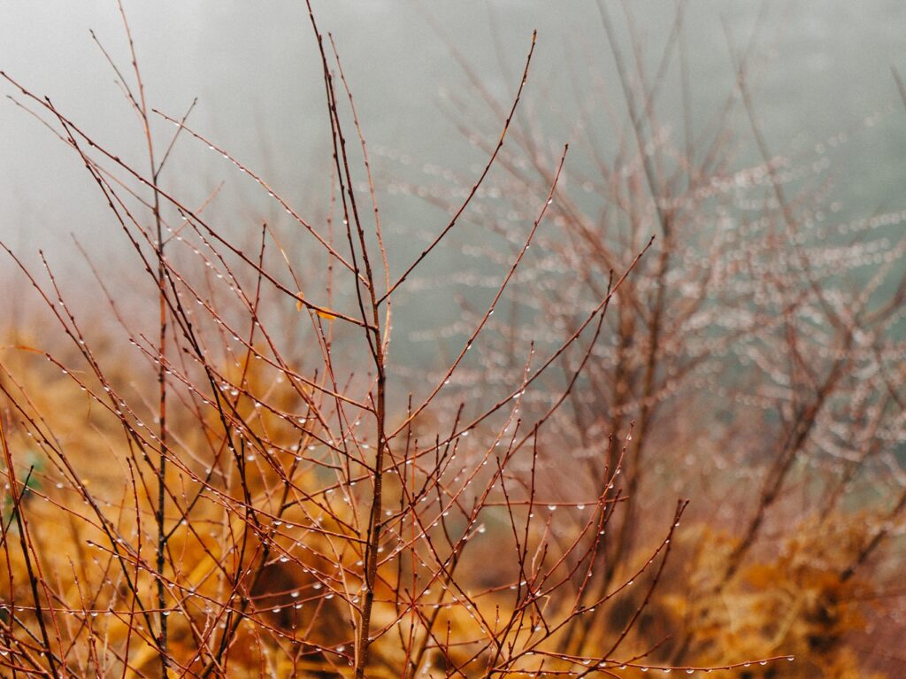 Branches with dew