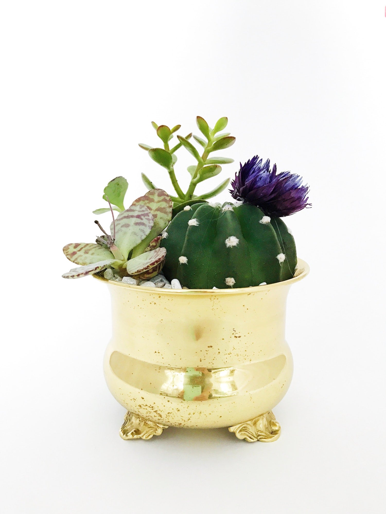 Succulents in brass pot - Stephanie Harvey, unsplash